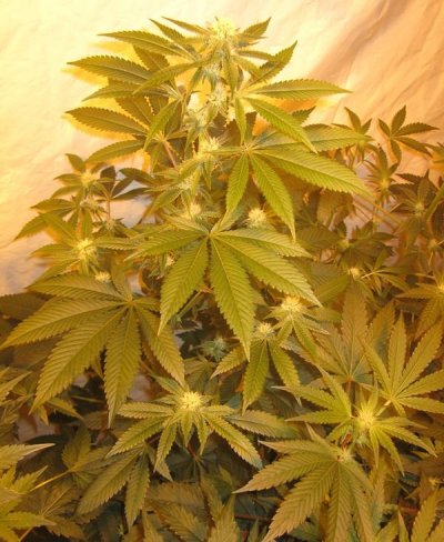 Foo dog F3 vs. Yeti F3 LHB Pheno please stand up!