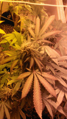 Bag Seed Grow: Black Cherry Soda