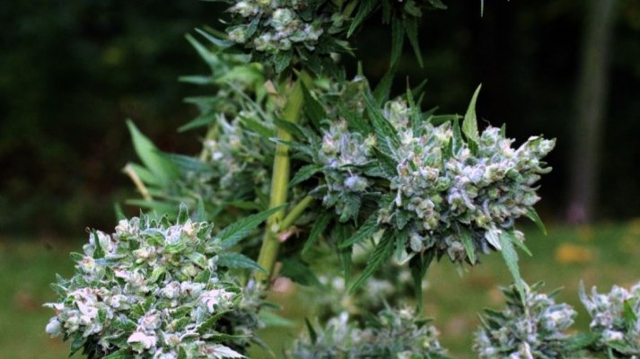 = The BEST OG Kush Clone Only=