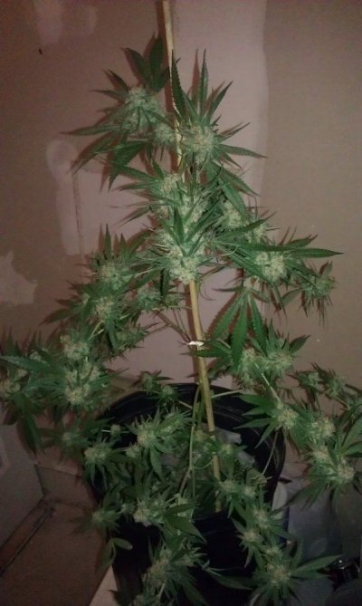 Michigan... Strains, pics, and whatever!