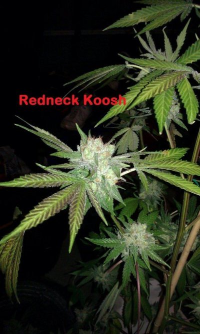 Michigan... Strains, pics, and whatever!