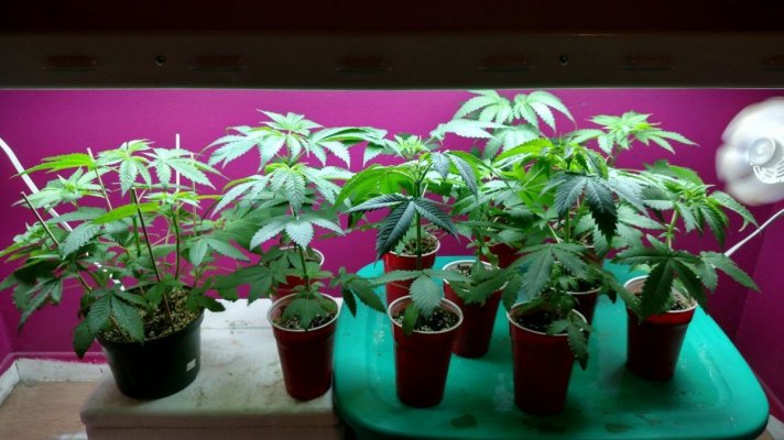 New Multi-strain 4x4 grow: SFV, WW, HB, Candyland, SBR, U2, BCS
