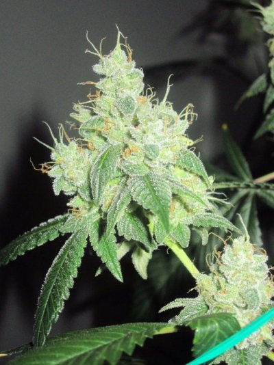 Michigan... Strains, pics, and whatever!