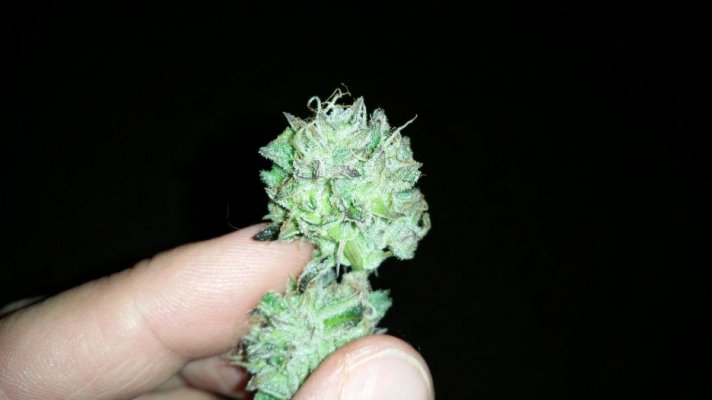 Jdubs Starfighter x Cookies grow