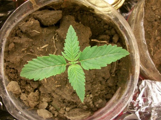 2014nov19 mk stargdp 1 2014nov19 mk stargdp 1