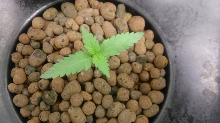 Rapid Rooter To Sprout