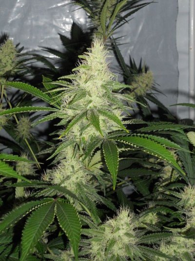 Let's See Your Frostiest Flowers