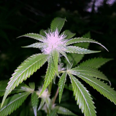 = The BEST OG Kush Clone Only=