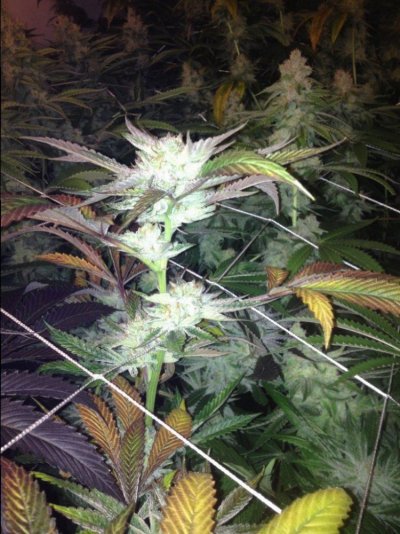CO Bud Shots
