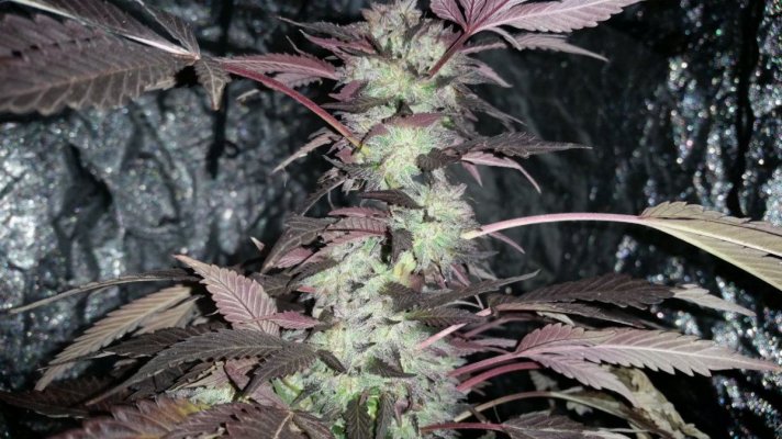 Jdubs Starfighter x Cookies grow