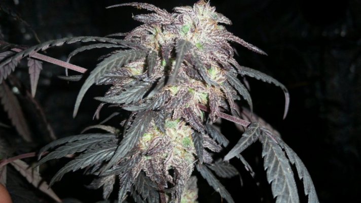 Jdubs Green Ribbon and more..