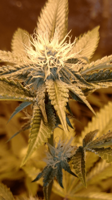New Multi-strain 4x4 grow: SFV, WW, HB, Candyland, SBR, U2, BCS