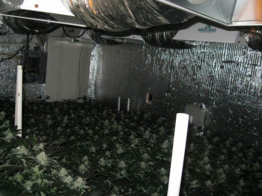 Cookie Monster grow by SMF 5 guy