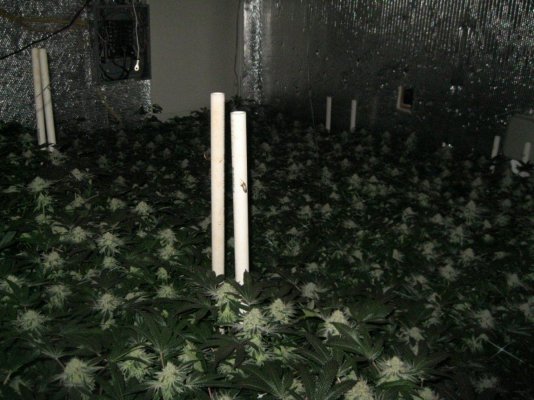 Cookie Monster grow by SMF 5 guy