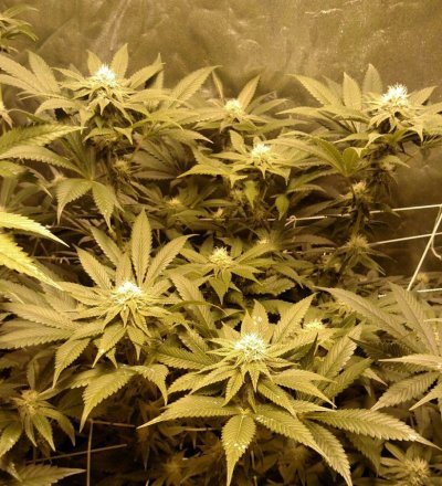 New Multi-strain 4x4 grow: SFV, WW, HB, Candyland, SBR, U2, BCS