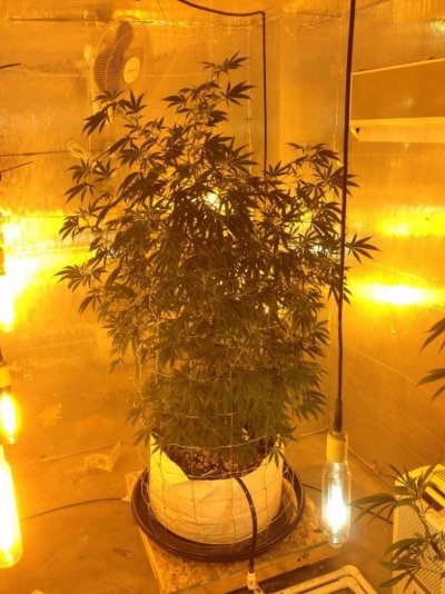 Getto Trees Part 2