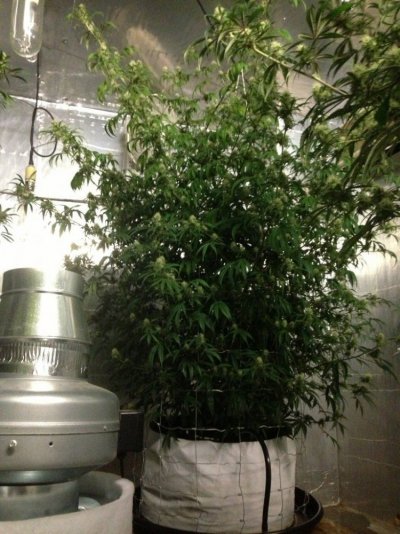 Getto Trees Part 2