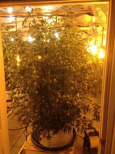 Getto Trees Part 2