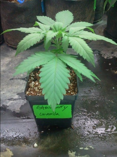 SGseedling