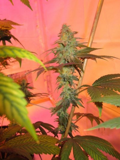 Let's See Your Frostiest Flowers
