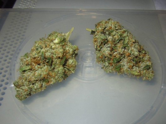 Michigan... Strains, pics, and whatever!