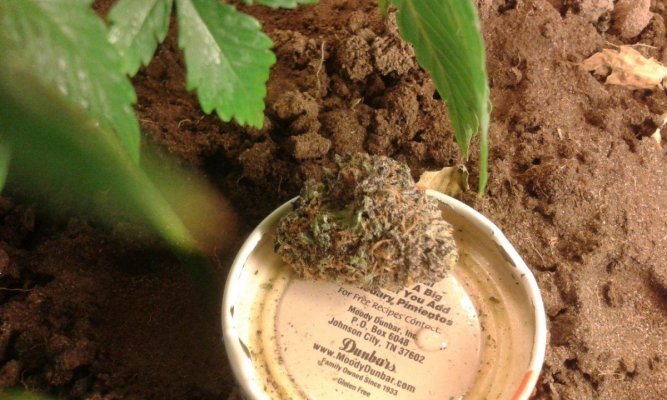 gdp big bud mk star