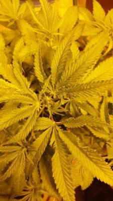 weird-chewed-up-looking-leaves-4.jpg