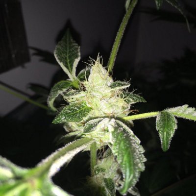 Divine Genetics Pic's