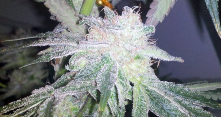 Divine Genetics Pic's