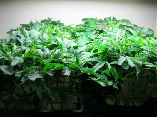 Cookie Monster grow by SMF 5 guy