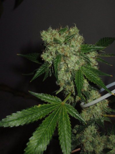 Loompa's Challenge: Yeti F3 by sym