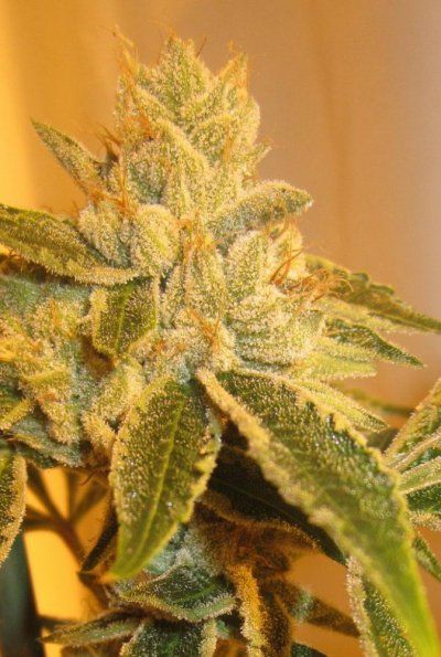 Seed Junkie Seeds