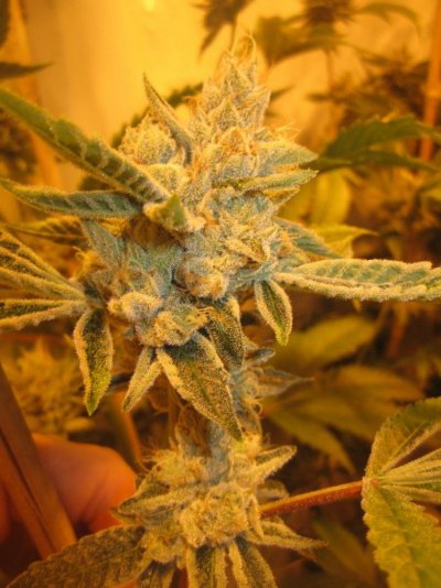 = The BEST OG Kush Clone Only=