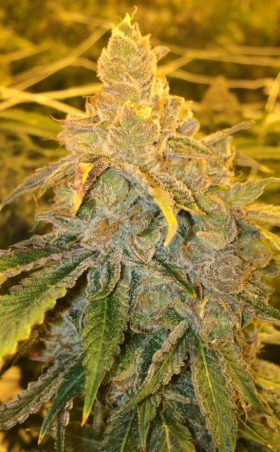 Let's See Your Frostiest Flowers