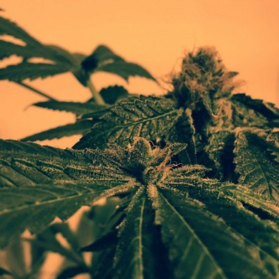 Divine Genetics - Girl Scout Cookies