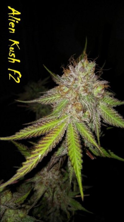 Michigan... Strains, pics, and whatever!
