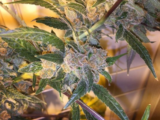 Michigan... Strains, pics, and whatever!