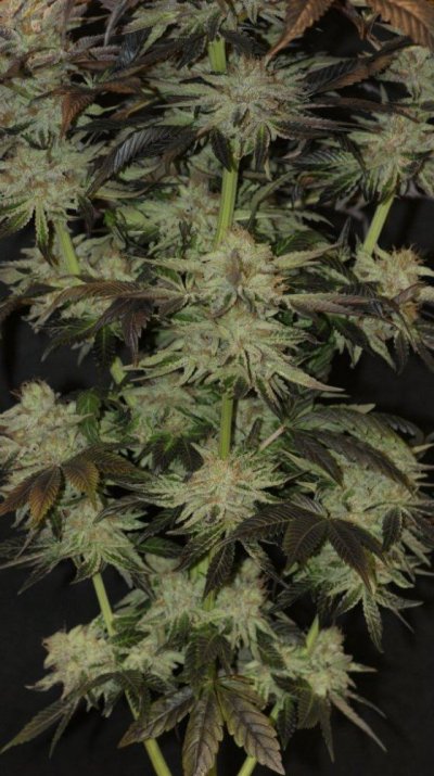 Green Dot Labs Classified Forensic Files