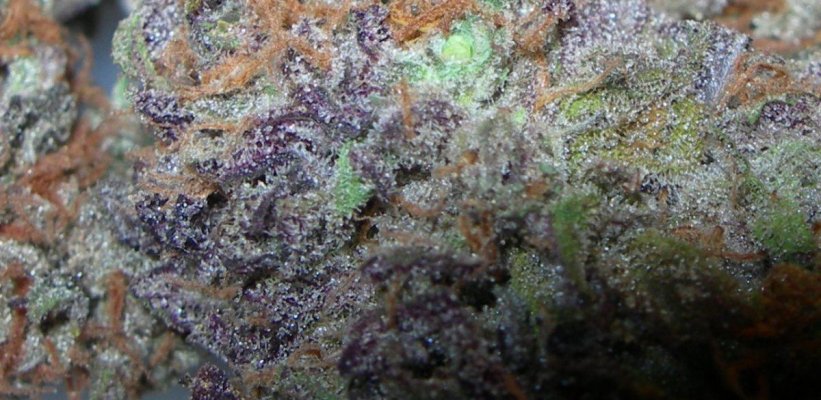 Kendo Purps.