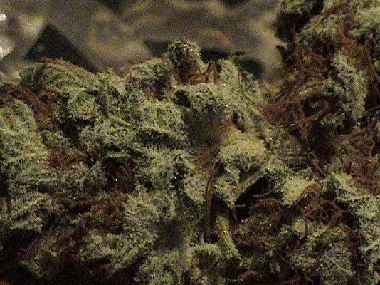 TPOGK-Cured-8.jpg