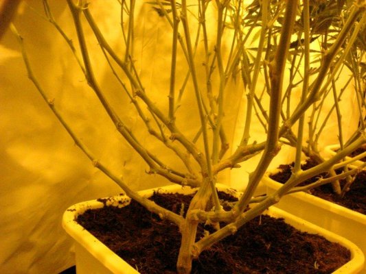Medical Grow – Coco, 1200w. [Himalayan Gold & OG Kush]