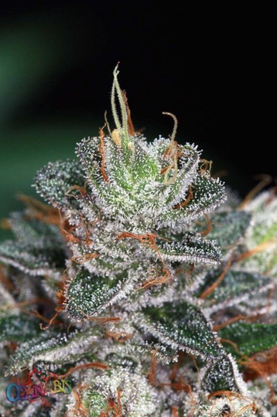 My best run of Purple Kush to date
