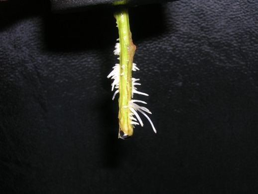 a58.jpg