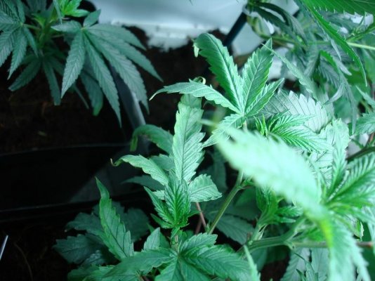 (pics) is this pH problem or something else?