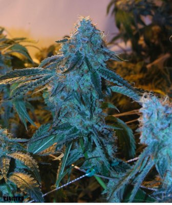 tahoe-og.jpg