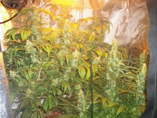 curing 002.JPG