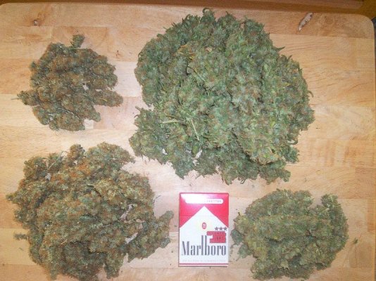 curing 010.JPG