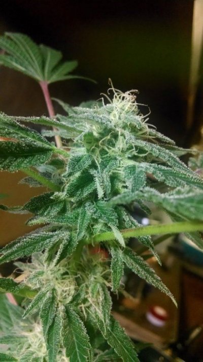 Double Koosh X Orange Diesel