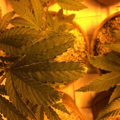 Kushman707's 4x8 Tent Grow W/ Gg#4