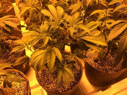 Kushman707's 4x8 Tent Grow W/ Gg#4